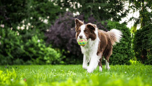 Border Collie rennt mit einem Ball über eine Wiese