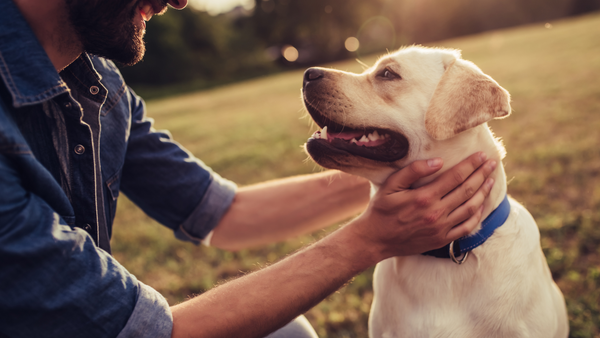 Mann streichelt einen hellen Labrador im Abendlicht